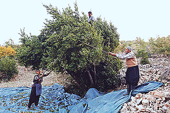 Kırma Yeşil Zeytin